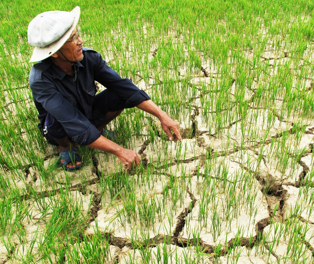 Hạn hán khiến cho cây lúa không thể phát triển mà héo úa, vàng thân