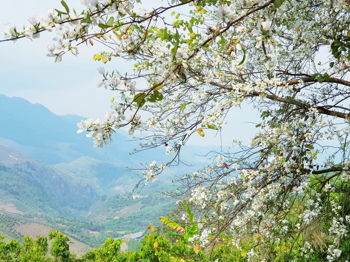 Trăm hoa đua nở vào mùa xuân tại Bản Lác