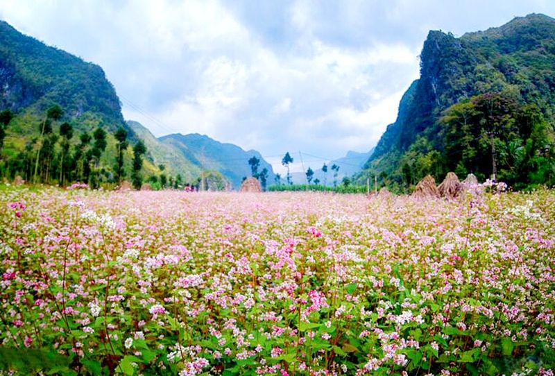 Thung lũng hoa tam giác mạch Quảng Chu