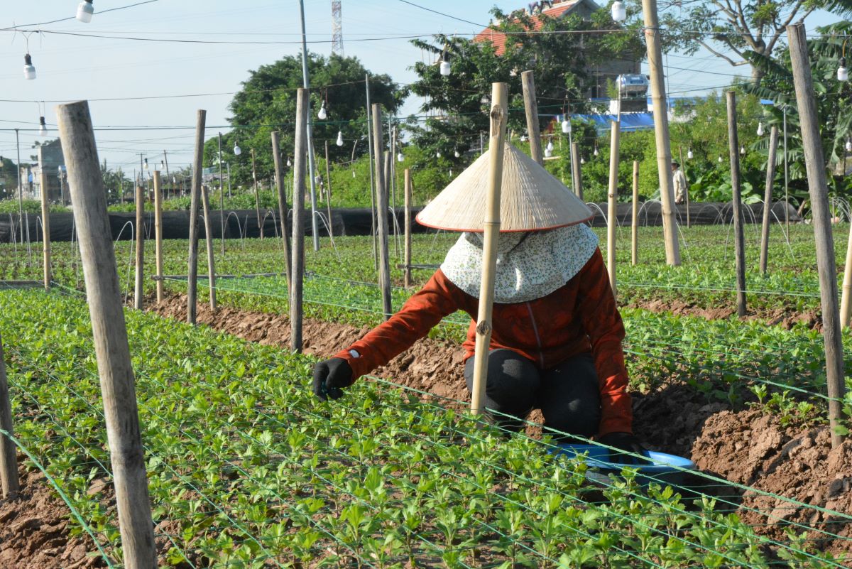 Người dân Nam Định luôn siêng năng, cần cù lao động